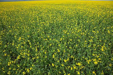 《GTA：三部曲-终极版》升级后人物模型太奇葩