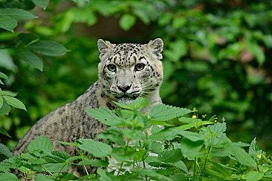 消息称《女神异闻录6》2024年发售PS5限时独占